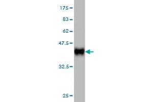 Western Blotting (WB) image for anti-Uridine-Cytidine Kinase 1-Like 1 (UCKL1) (AA 301-400) antibody (ABIN565795)