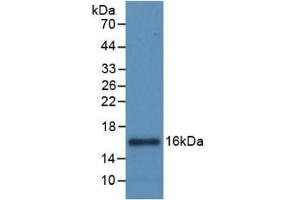 Detection of Recombinant IL8, Canine using Monoclonal Antibody to Interleukin 8 (IL8) (IL-8 antibody  (AA 23-101))