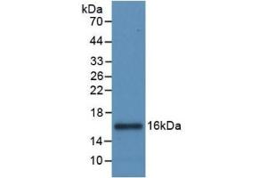 Detection of Recombinant IL8, Canine using Monoclonal Antibody to Interleukin 8 (IL8) (IL-8 antibody  (AA 23-101))