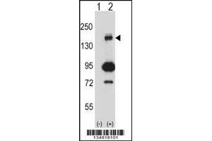 Western blot analysis of Map3k5 using rabbit polyclonal Mouse Map3k5 Antibody using 293 cell lysates (2 ug/lane) either nontransfected (Lane 1) or transiently transfected (Lane 2) with the Map3k5 gene. (ASK1 antibody  (C-Term))