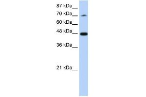 SF3B4 antibody used at 1.