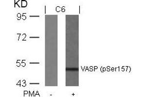 Western blot analysis of extracts from C6 cells untreated or treated with PMA using VASP(Phospho-Ser157) Antibody. (VASP antibody  (pSer157))