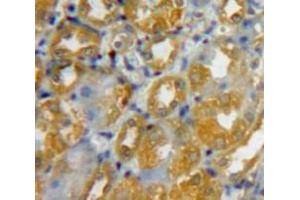 Used in DAB staining on fromalin fixed paraffin-embedded Kidney tissue (DEFB103A antibody  (AA 23-67))