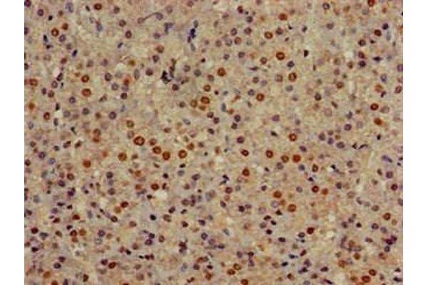 Golgin A3 antibody  (AA 217-405)