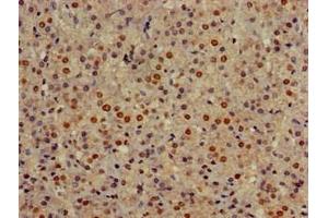 Immunohistochemistry of paraffin-embedded human adrenal gland tissue using ABIN7154324 at dilution of 1:100 (Golgin A3 antibody  (AA 217-405))