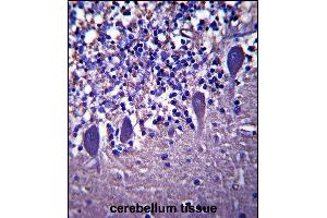 LRRC8B Antibody (N-term ) (ABIN657899 and ABIN2846850) immunohistochemistry analysis in formalin fixed and paraffin embedded human cerebellum tissue followed by peroxidase conjugation of the secondary antibody and DAB staining. (LRRC8B antibody  (N-Term))