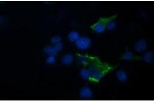 TRIM44 antibody