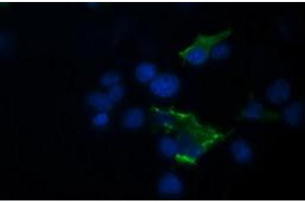 TRIM44 anticorps