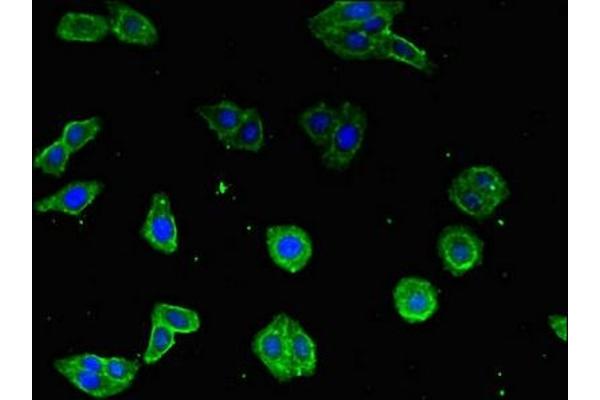 COX19 antibody  (AA 8-90)