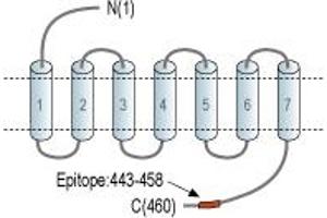 Representative domain view of the target of ABIN7043061.