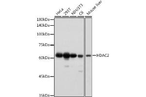 Western blot analysis of extracts of various cell lines, using HD antibody (ABIN7267708) at 1:1000 dilution. (HDAC2 antibody)