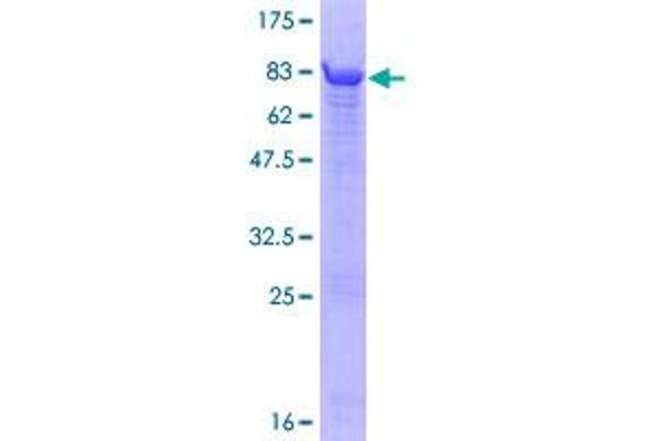 ATP5B Protein (AA 1-529) (GST tag)