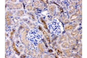 IHC testing of FFPE mouse kidney with GNB1 antibody at 1ug/ml. (GNB1 antibody  (AA 2-42))