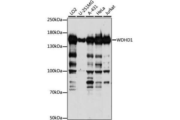 WDHD1 Antikörper  (AA 830-1129)