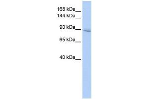 WB Suggested Anti-IREB2 Antibody Titration:  0. (IREB2 antibody  (Middle Region))