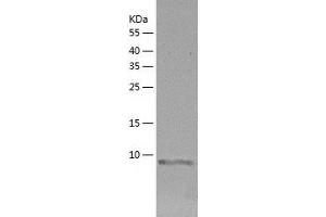 Western Blotting (WB) image for Secretoglobin, Family 3A, Member 2 (SCGB3A2) (AA 22-93) protein (His tag) (ABIN7125006) (SCGB3A2 Protein (AA 22-93) (His tag))