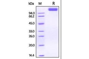 Rhesus macaque VEGF R2, His Tag on SDS-PAGE under reducing (R) condition. (VEGFR2/CD309 Protein (AA 20-764) (His tag))