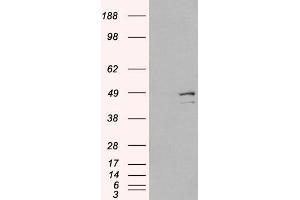 Image no. 3 for anti-Death-Associated Protein 3 (DAP3) (C-Term) antibody (ABIN184743)