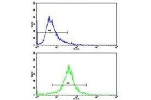 Flow cytometric analysis of 293 cells using IDH antibody (bottom histogram) compared to a negative control (top histogram). (IDH1 antibody  (AA 63-90))
