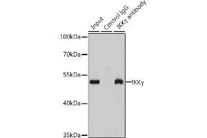 Immunoprecipitation (IP) image for anti-Inhibitor of kappa Light Polypeptide Gene Enhancer in B-Cells, Kinase gamma (IKBKG) (AA 1-419) antibody (ABIN6142284)