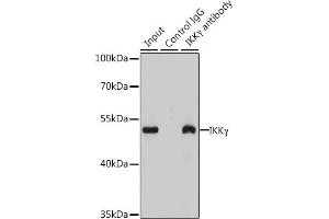 Immunoprecipitation analysis of 200 μg extracts of  cells using 3 μg IKKγ antibody (ABIN6130478, ABIN6142284, ABIN6142286 and ABIN7101404). (IKBKG antibody  (AA 1-419))