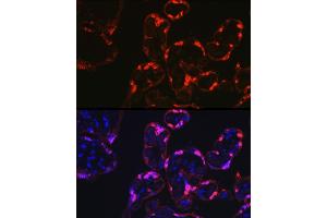 Immunofluorescence analysis of human placenta cells using S100P Rabbit pAb (ABIN7270133) at dilution of 1:100 (40x lens). (S100P antibody  (AA 1-95))