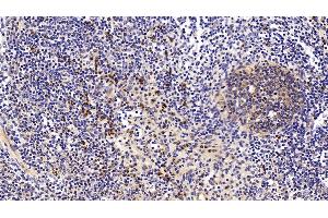 Detection of ANXA1 in Porcine Lymph node Tissue using Polyclonal Antibody to Annexin A1 (ANXA1) (Annexin a1 antibody  (AA 208-336))