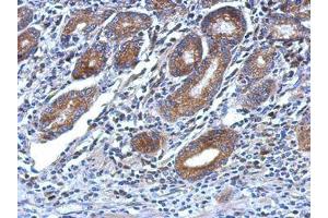 Image no. 1 for anti-Oxysterol Binding Protein 2 (OSBP2) (AA 596-835) antibody (ABIN1499917) (OSBP2 antibody  (AA 596-835))