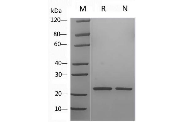 Sonic Hedgehog Protein (SHH) (AA 25-198, Cys25IleIle-Mutant)