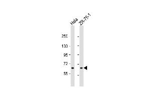 Transglutaminase 5 antibody  (C-Term)