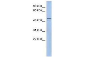 Image no. 1 for anti-Smith-Magenis Syndrome Chromosome Region, Candidate 7-Like (SMCR7L) (AA 35-84) antibody (ABIN6743524) (SMCR7L antibody  (AA 35-84))