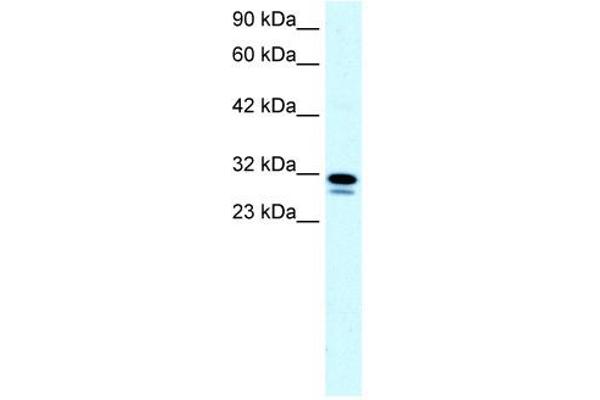 SSBP2 抗体  (N-Term)