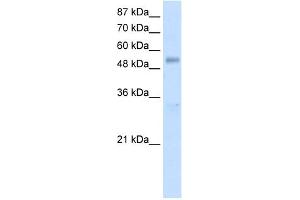 WB Suggested Anti-DDX19B Antibody Titration:  1.