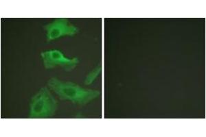 Immunofluorescence analysis of HeLa cells, using HSP90B (Ab-254) Antibody. (HSP90AB1 antibody  (AA 226-275))