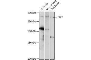 Western blot analysis of extracts of various cell lines, using TTC3 antibody (ABIN7270791) at 1:1000 dilution. (TTC3 antibody  (AA 1400-1700))
