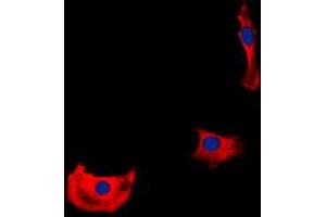 Immunofluorescent analysis of HER4 staining in HepG2 cells.