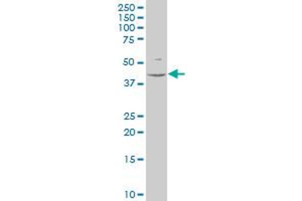 HOXA13 antibody  (AA 208-306)