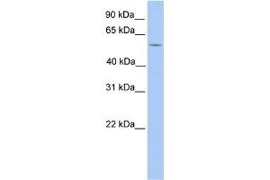 WB Suggested Anti-LIMD1 Antibody Titration:  1 ug/ml  Positive Control:  HepG2 cell lysate LIMD1 is supported by BioGPS gene expression data to be expressed in HepG2 (LIMD1 antibody  (N-Term))