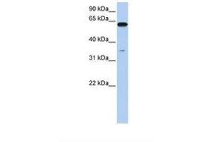 Image no. 1 for anti-Karyopherin alpha 6 (Importin alpha 7) (KPNA6) (AA 74-123) antibody (ABIN6739013) (KPNA6 antibody  (AA 74-123))