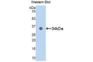 Western blot analysis of the recombinant protein. (MAPK14 antibody  (AA 19-279))