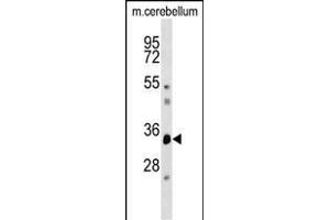 DUSP12 Antibody (Center) (ABIN1537912 and ABIN2848573) western blot analysis in mouse cerebellum tissue lysates (35 μg/lane). (DUSP12 antibody  (AA 162-191))