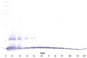 Image no. 1 for anti-Chemokine (C-C Motif) Ligand 9 (Ccl9) antibody (ABIN465416) (CCL9 antibody)