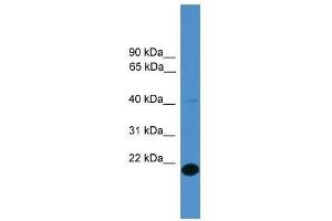 TMEM166 antibody used at 0. (TMEM166 antibody  (Middle Region))