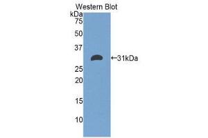 Western Blotting (WB) image for anti-Electron-Transfer-Flavoprotein, alpha Polypeptide (ETFA) (AA 34-295) antibody (ABIN1858743) (ETFA antibody  (AA 34-295))