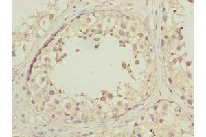 Immunohistochemistry of paraffin-embedded human testis tissue using ABIN7150502 at dilution of 1:100 (DNAJB1 antibody  (AA 1-340))