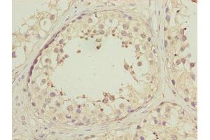 Immunohistochemistry of paraffin-embedded human testis tissue using ABIN7150502 at dilution of 1:100 (DNAJB1 antibody  (AA 1-340))