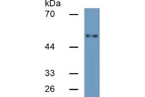 Rabbit Detection antibody from the kit in WB with Positive Control: Sample Human HepG2 cell lysate;. (HPSE ELISA Kit)