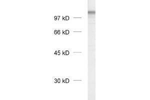 dilution: 1 : 1000, sample: crude synaptosomal fraction of rat brain (P2) (Neuroligin 1 antibody  (Extracellular Domain))
