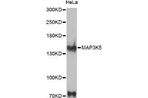 Western blot analysis of extracts of HeLa cells, using MAP3K5 antibody. (ASK1 antibody)