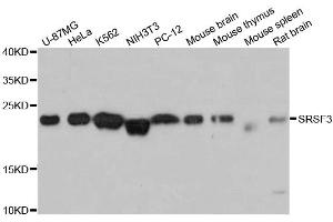 Western blot analysis of extracts of various cell lines, using SRSF3 antibody (ABIN5973600) at 1:3000 dilution. (SRSF3 antibody)